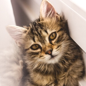 孤单时独自狂欢