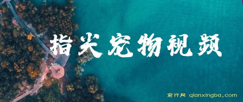 指尖宠物视频课程：AI生成可爱宠物视频