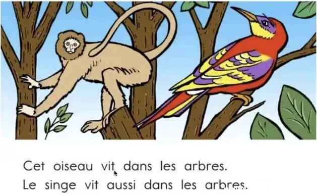 顶点教育少儿法语课:加拿大专家Derek亲授,助力6 - 15岁孩子法语启蒙与进阶