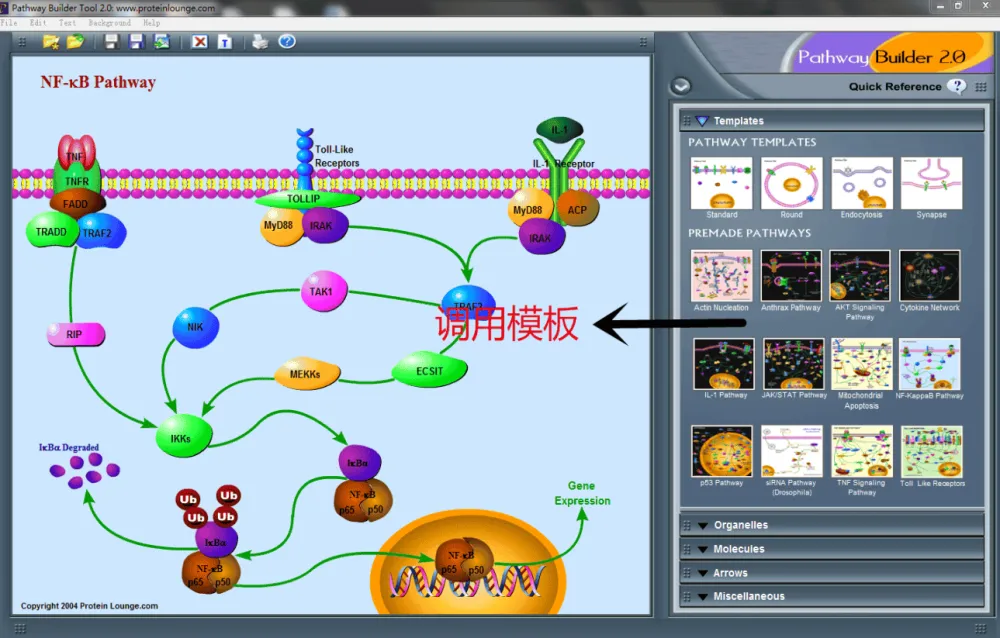 信号通路绘图工具Pathway Builder Tool（PBT）