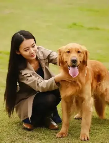 训狗教程视频：训狗师专业指导的零基础宠物训练犬课程