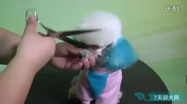 零基础驯狗师课程：幼犬训练与行为纠正全攻略，专业驯狗师亲授