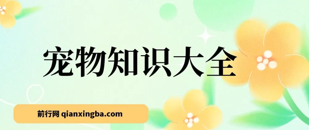 宠物知识大全课程：小众蓝海项目，收益稳定