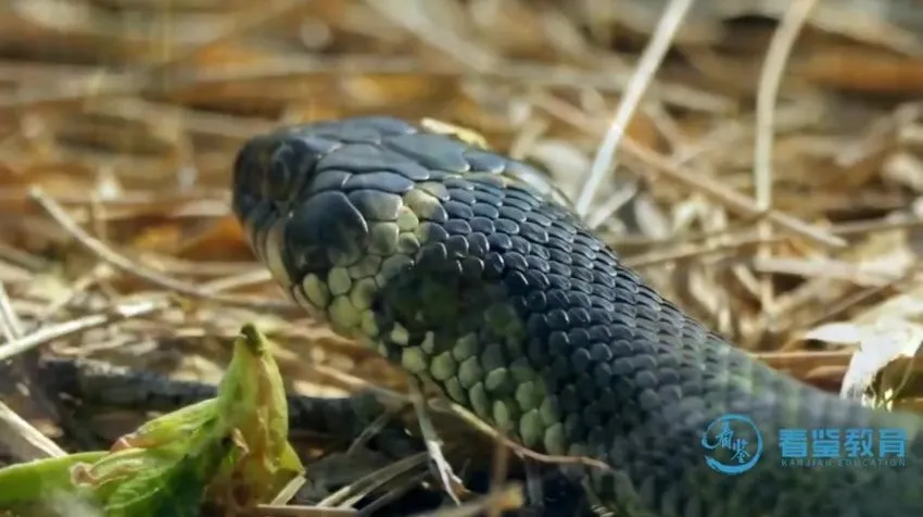 《动物老师教发明:10 大仿生科技启蒙动画课程》