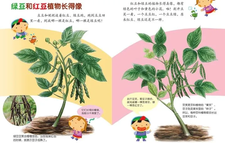儿童健康饮食启蒙绘本《豆豆食物》PPT课件