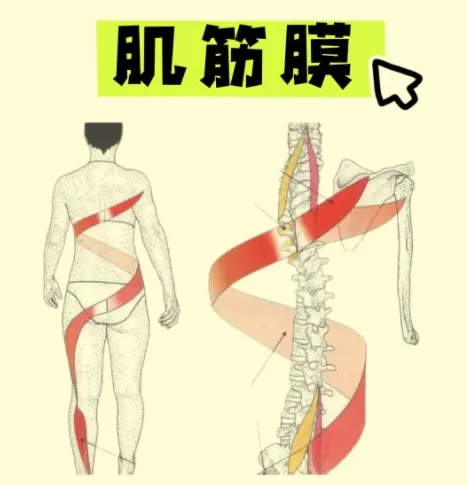 肌筋膜链康复技术全套学习资料（康复师进阶必备）