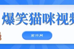 爆笑猫咪视频：视频号搞钱策略课程