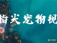 指尖宠物视频课程：AI生成可爱宠物视频