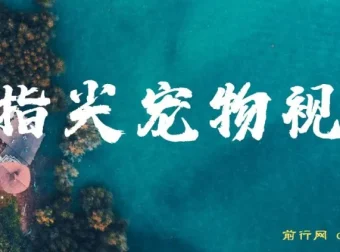 指尖宠物视频课程：AI生成可爱宠物视频