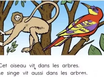 顶点教育少儿法语课：加拿大专家Derek亲授，助力6 – 15岁孩子法语启蒙与进阶