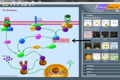 信号通路绘图工具Pathway Builder Tool（PBT）