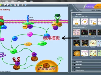 信号通路绘图工具Pathway Builder Tool（PBT）