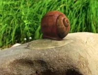 昆虫总动员 177 集全动画