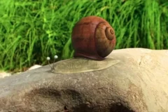 昆虫总动员 177 集全动画