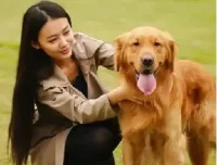 训狗教程视频：训狗师专业指导的零基础宠物训练犬课程