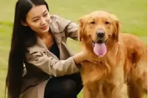 训狗教程视频：训狗师专业指导的零基础宠物训练犬课程