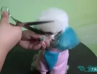 零基础驯狗师课程：幼犬训练与行为纠正全攻略，专业驯狗师亲授