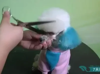 零基础驯狗师课程：幼犬训练与行为纠正全攻略，专业驯狗师亲授