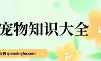 宠物知识大全课程：小众蓝海项目，收益稳定