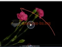 【会跳舞的花朵】：从零到精通频闪花卉创意摄影2小时视频教程