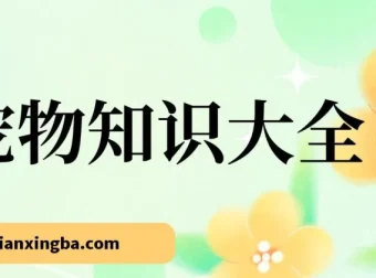 宠物知识大全课程：小众蓝海项目，收益稳定