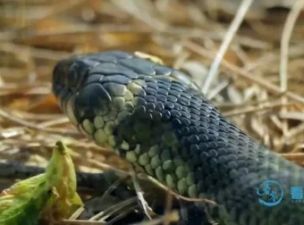 《动物老师教发明：10 大仿生科技启蒙动画课程》