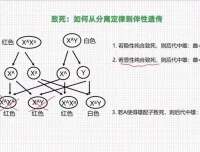 孟德尔遗传学突破：从分离定律到自由组合实战精讲课程