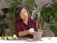 20节插花视频教程：从入门到进阶的花艺技巧与生活美学