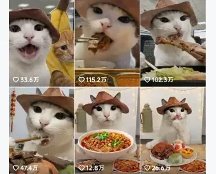 抖音可爱猫咪生活日记视频，新手副业涨粉快流量稳，支持多平台分发