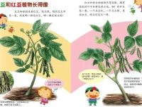 儿童健康饮食启蒙绘本《豆豆食物》PPT课件