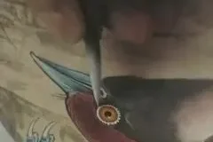 180讲工笔花鸟技法大全：牡丹、八哥、蝴蝶、禽鸟系统教学